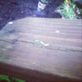 11373797_1033437423334837_216581440_n